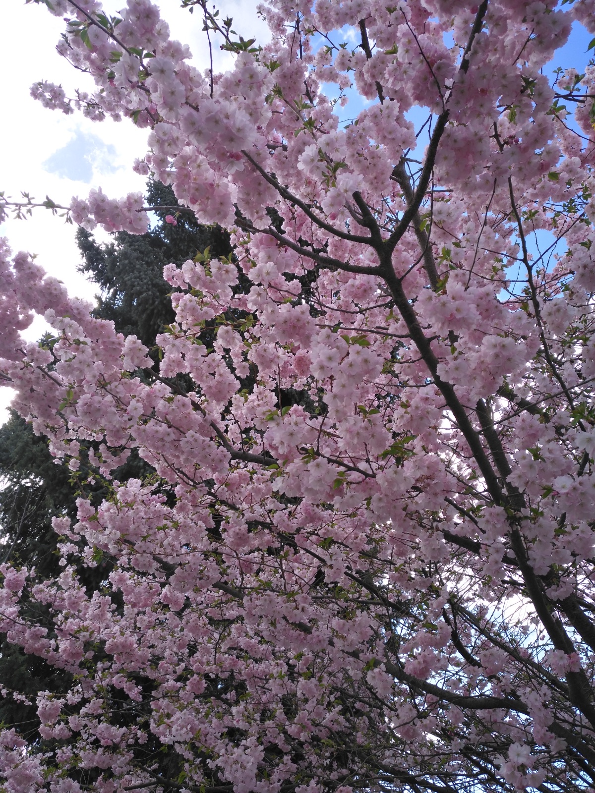 Blühender Kirschbaum vor blauem Himmel